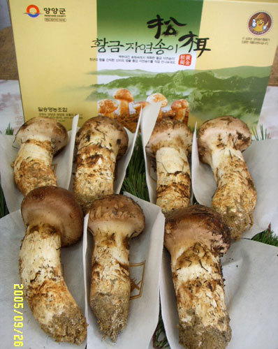 Yangyang Premium Wild Gold mushrooms  Made in Korea